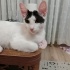 Acil yuva aranıyor 4 aylık erkek kedi fotoğraf