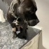 5 Yaşında Çok Şeker Bir Amstaff, Kısır ve Tuvalet Eğitimi Var fotoğraf