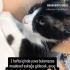 Kerimcan yuva arıyor fotoğraf
