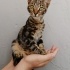 Sıcak bir yuva arıyoruz 🐾 fotoğraf