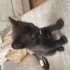 🐾 Minik Yavruya Yuva Aranıyor 🐾 fotoğraf