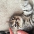 🐾 Minik Yavruya Yuva Aranıyor 🐾 fotoğraf