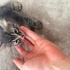🐾 Minik Yavruya Yuva Aranıyor 🐾 fotoğraf
