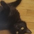 Tatlı ve Uysal Chantilly Tiffany Tekir Siyah Kedi Kısır fotoğraf