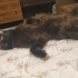 Tatlı ve Uysal Chantilly Tiffany Tekir Siyah Kedi Kısır fotoğraf