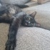 Tatlı ve Uysal Chantilly Tiffany Tekir Siyah Kedi Kısır fotoğraf