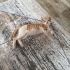 Kimsesiz sarman oğlumuz yuva arıyor fotoğraf