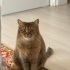Oyunbaz sevecen ceku ücretsiz sahiplendirilicek
