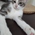 4 aylık prens sokakta yapamıyor fotoğraf