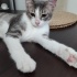 4 aylık prens sokakta yapamıyor fotoğraf
