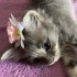 Kokoş kız Gümüş ömürlük yuvasını arıyor fotoğraf