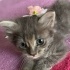 Kokoş kız Gümüş ömürlük yuvasını arıyor fotoğraf
