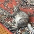 Sevecen, oyuncu ve bir gözü kör Kül acil yuva arıyor fotoğraf