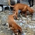 Labrador annenin 5 bebişi yuva arıyor