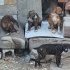 Labrador annenin 5 bebişi yuva arıyor fotoğraf