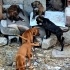 Labrador annenin 5 bebişi yuva arıyor fotoğraf