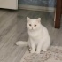3 YAŞINDA BRİTİSH SHORTHAİR KIZ ÖMÜRLÜK YUVASINI ARIYOR EYÜPSULTAN