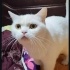 3 YAŞINDA BRİTİSH SHORTHAİR KIZ ÖMÜRLÜK YUVASINI ARIYOR EYÜPSULTAN fotoğraf