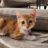 Eşyaları ile Sokağa Atılmış Yavru Kedi