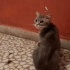 1 yaşlarında, muhtemelen sokağa atılmış cins kedi Fındık fotoğraf