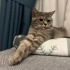 British Shorthair Dişi Kedimiz Yeni Yuvasını Arıyor fotoğraf