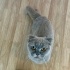 Kuşadası’nda scottish fold oğlanla yuva arıyoruz (ÜCRETSİZ) fotoğraf