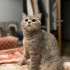 British Shorthair Dişi Kedimiz Yeni Yuvasını Arıyor fotoğraf