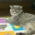 British Shorthair Dişi Kedimiz Yeni Yuvasını Arıyor fotoğraf