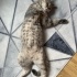 British Shorthair Dişi Kedimiz Yeni Yuvasını Arıyor fotoğraf