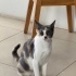 KALICI SEVGİDOLU ÖMÜRLÜK YUVA ARIYORUZ fotoğraf