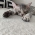 4 aylık minik sokakta yapamıyor fotoğraf