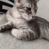 4 aylık minik sokakta yapamıyor fotoğraf