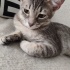 4 aylık minik sokakta yapamıyor fotoğraf