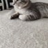 4 aylık minik sokakta yapamıyor fotoğraf