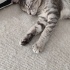 4 aylık minik sokakta yapamıyor fotoğraf