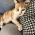 (Acil) Sevgi Dolu Yuvayı Bekleyen Güzel Yavru Kedi fotoğraf