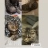ÜCRETSİZ KEDİ SAHİPLENDİRME fotoğraf