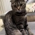 ÜCRETSİZ KEDİ SAHİPLENDİRME fotoğraf