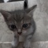 ANNESİZ 2 MİNİK KEDİYE ÇOK ACİL YUVA ARIYORUM!!! fotoğraf