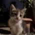 ANNESİZ 2 MİNİK KEDİYE ÇOK ACİL YUVA ARIYORUM!!! fotoğraf