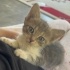 ANNESİZ 2 MİNİK KEDİYE ÇOK ACİL YUVA ARIYORUM!!! fotoğraf