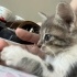 ANNESİZ 2 MİNİK KEDİYE ÇOK ACİL YUVA ARIYORUM!!! fotoğraf
