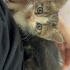 ANNESİZ 2 MİNİK KEDİYE ÇOK ACİL YUVA ARIYORUM!!! fotoğraf