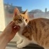 Cana yakın kedimiz rija fotoğraf