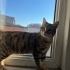Cana yakın dobby fotoğraf