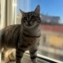 Cana yakın dobby fotoğraf