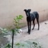 Doberman Yuva arıyoruz fotoğraf