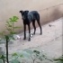 Doberman Yuva arıyoruz fotoğraf