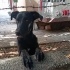 Doberman Yuva arıyoruz fotoğraf