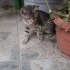 GÖRME ENGELLİ CANA YAKIN YAVRU TEKİR KEDİ. İSTANBUL/KOCAELİ fotoğraf